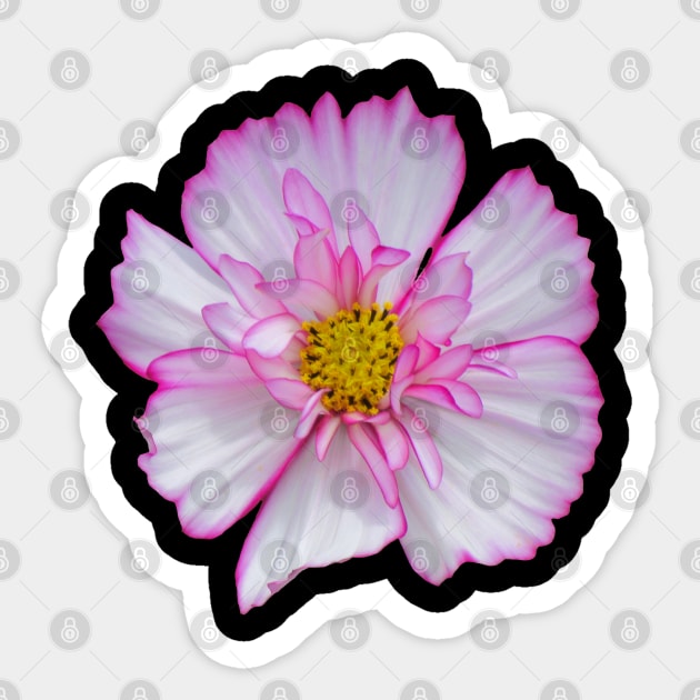 pink flower, blooms, flowers, petals, garden Sticker by rh_naturestyles